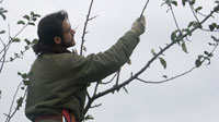 Taille des arbres
